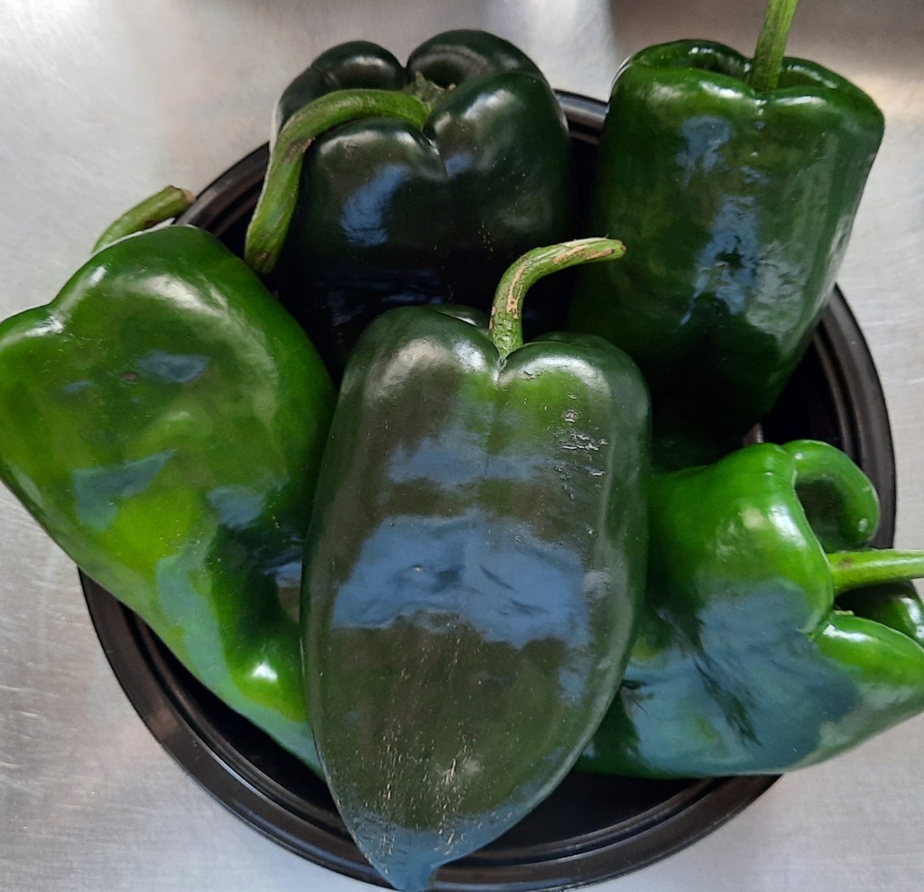 Chile Poblano (kg) (MAPI)